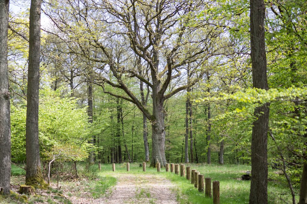 Dieser Weg führt zum Andachtsplatz im Waldfriedhof