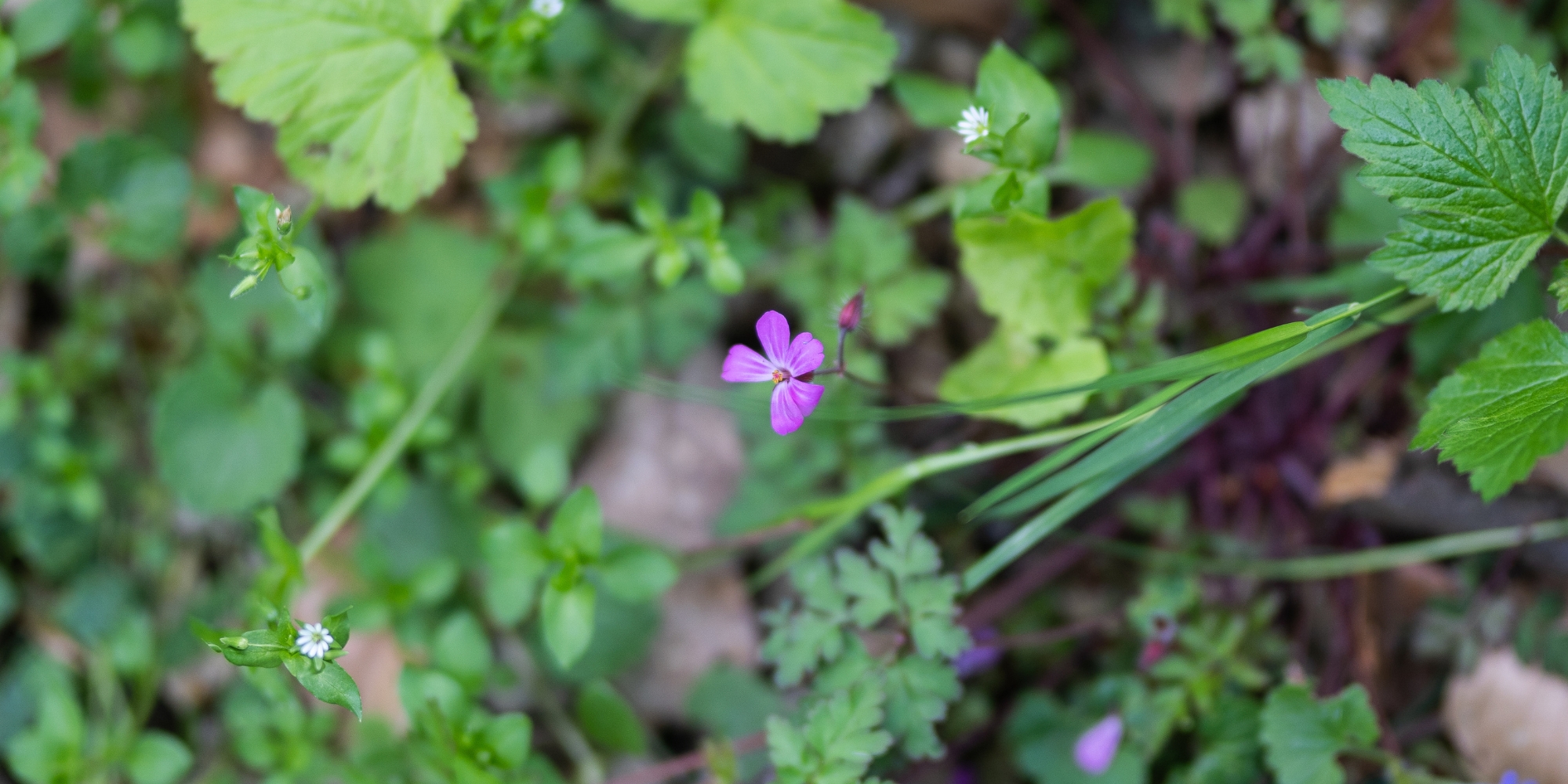 Blumen auf Waldboden