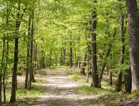 Der Waldfriedhof