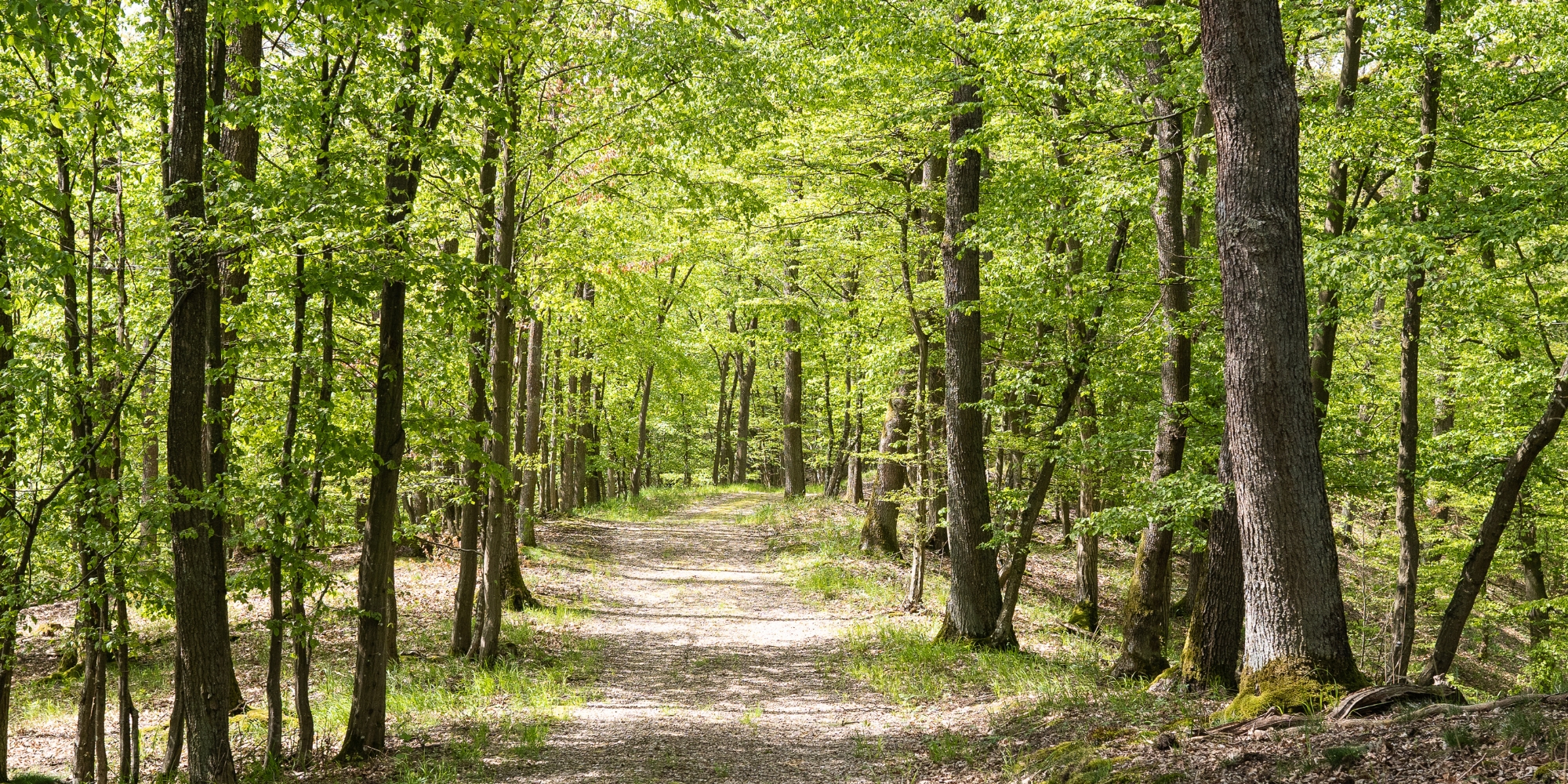 Waldfriedhof Eifel