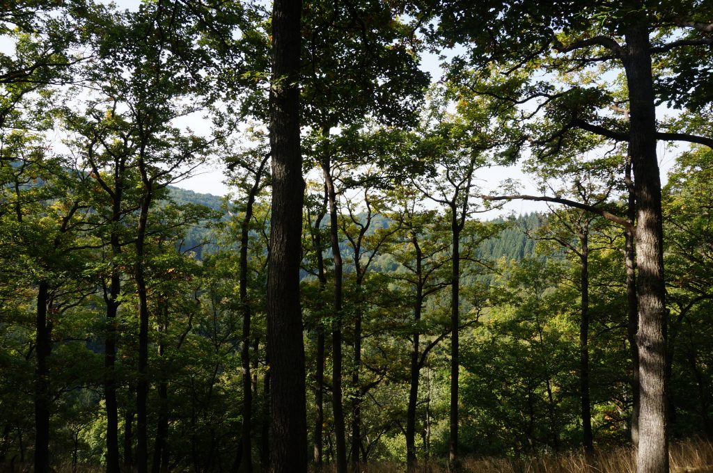 Aussicht über die Eifel