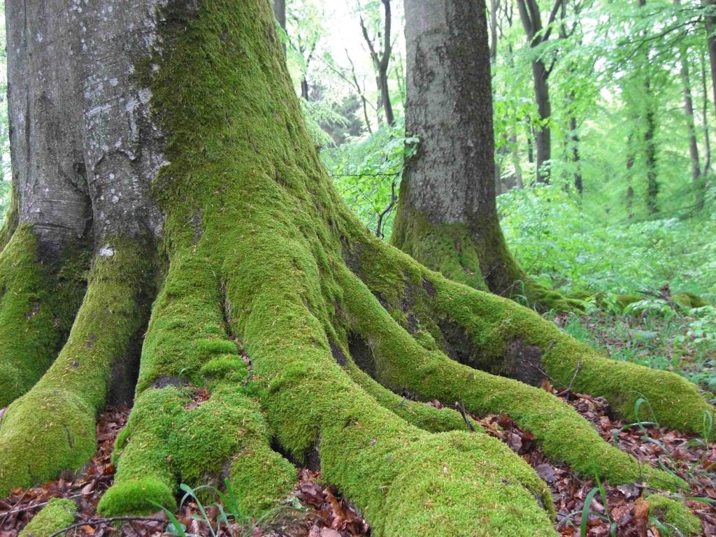 Moosbewachsene Wurzeln eines alten Baumes in unserem friedlichen Wald