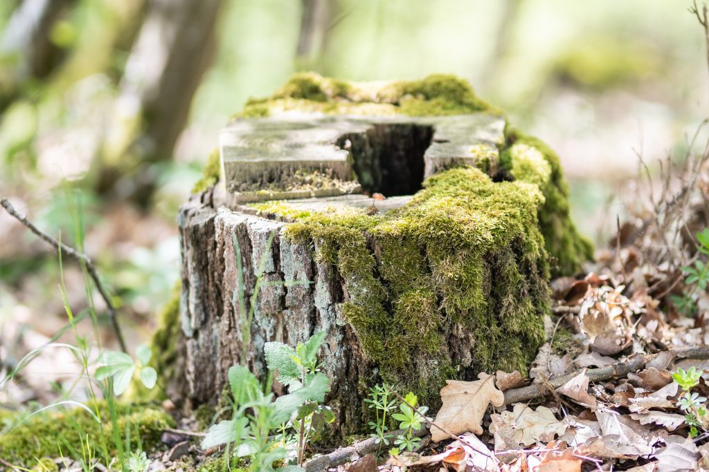 Ein von Moos bedeckter Baumstumpf im Waldfriedhof Eifel