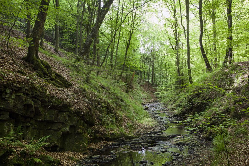 Ein kleiner Bach fließt durch den Waldfriedhof Eifel.