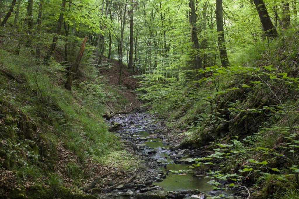 Ein kleiner Bach fließt mitten durch den Waldfriedhof Eifel