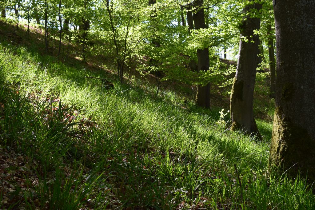 Waldbestattungen in der Eifel: Frühlingserwachsen auf dem Waldfriedhof