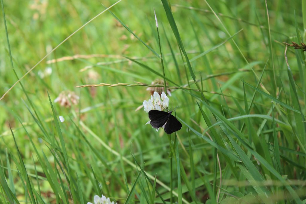 Ein Schmetterling sitzt auf einem Grashalm