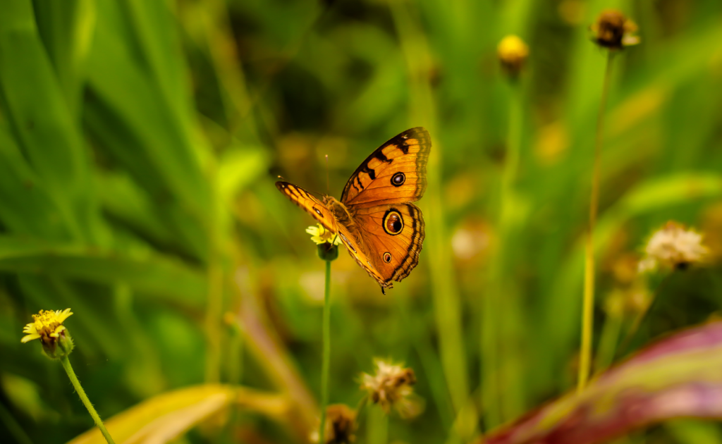 Ein Schmetterling sitzt auf einer Blume.