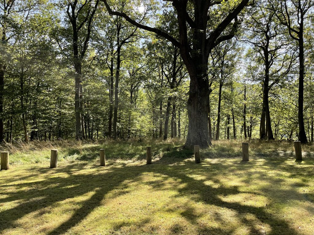 Schon zu Lebzeiten Vorsorgen: Waldbestattungen in der Eifel. Foto: Andachtsplatz im Waldfriedhof Eifel.