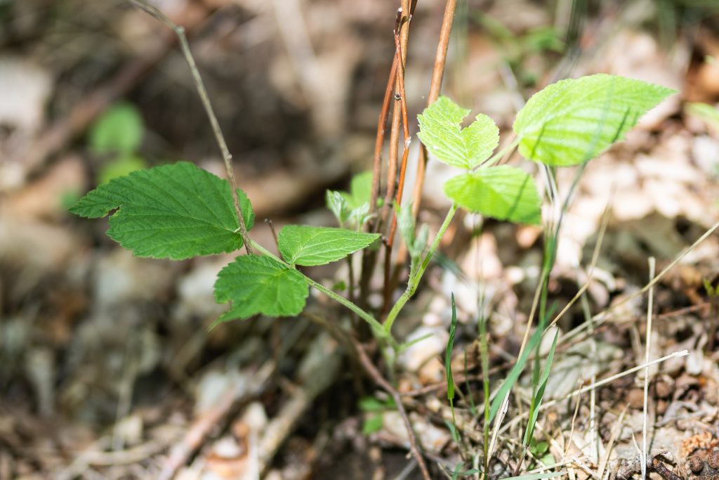 Blätter auf Waldboden im Waldfriedhof Eifel