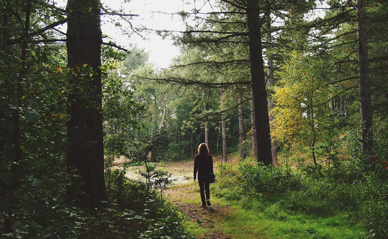 Ein Mensch geht durch den Waldfriedhof