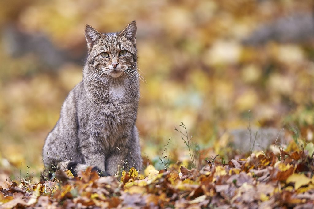 Wildkatzen wie diese leben im Waldfriedhof Eifel