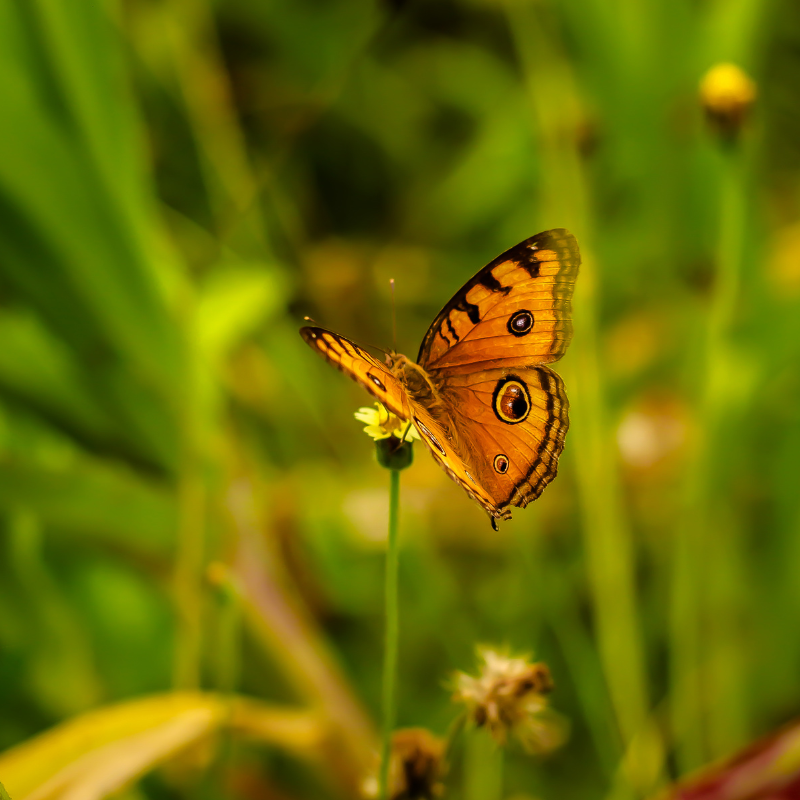 Gemeinschaftssinn und Naturschutz in einem: Die Gemeinschaftsgrabstätten im Waldfriedhof Eifel. Foto: Ein Schmetterling in unserem Wald.