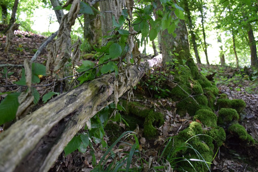 Wald