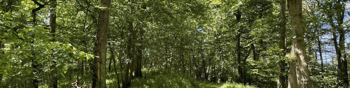 Waldfriedhof in Ihrer Nähe finden
