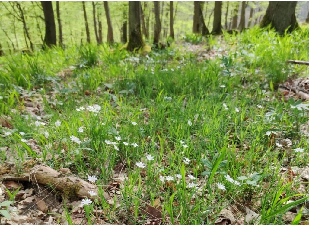 Wiese und Blumen im Waldfriedhof
