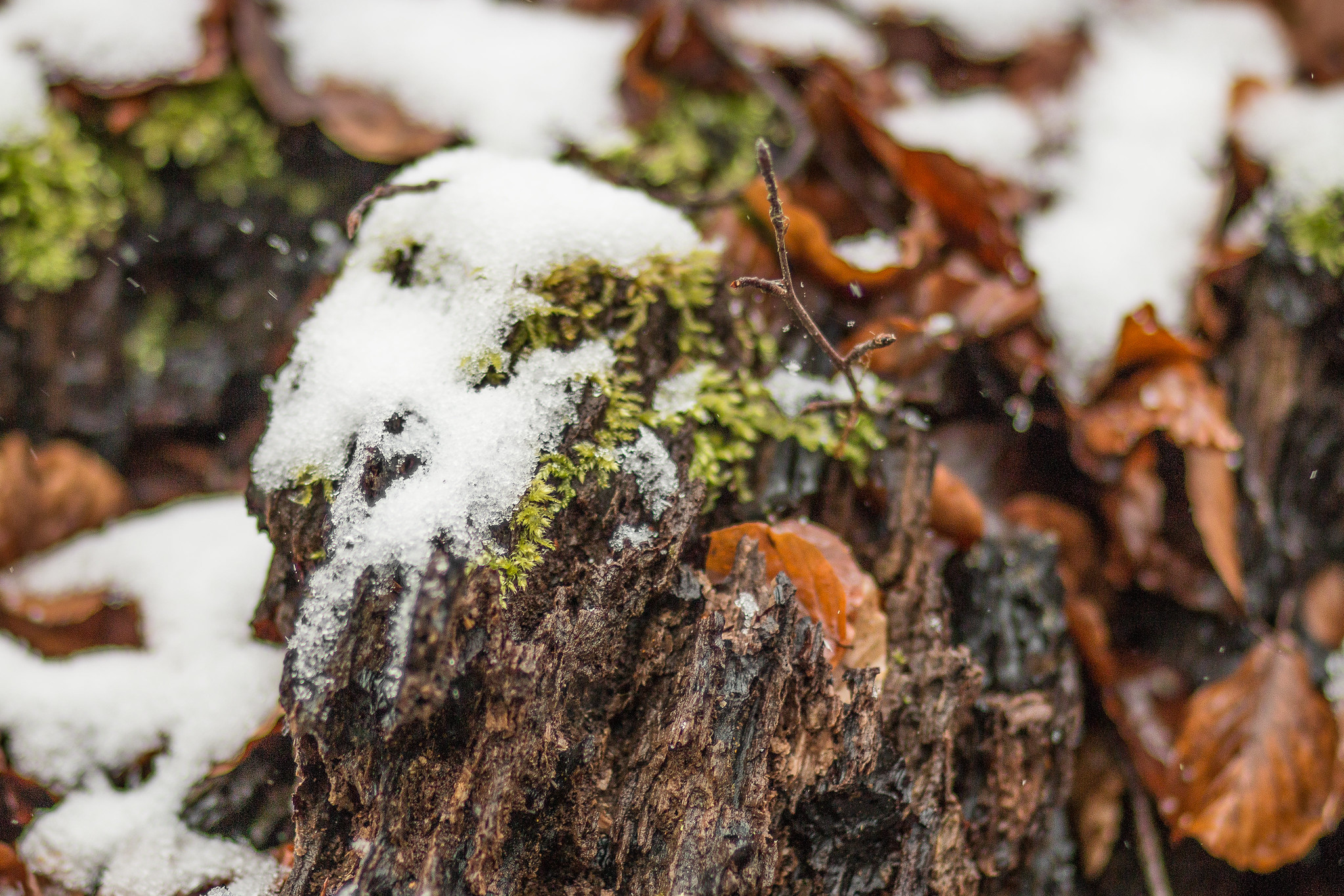 Waldfriedhof Eifel im Schnee