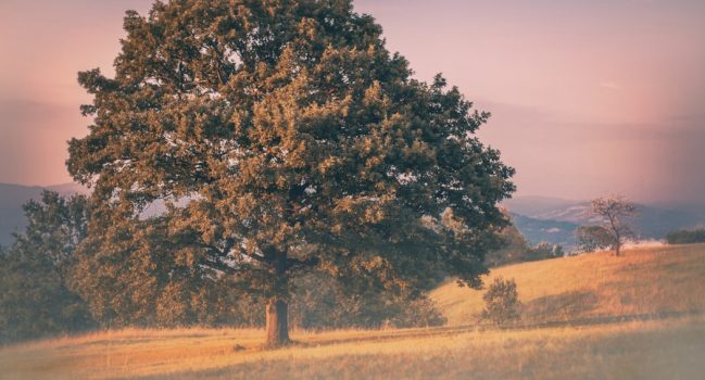 Bäume statt Sterne: Kennen Sie Ihr Baumhoroskop?