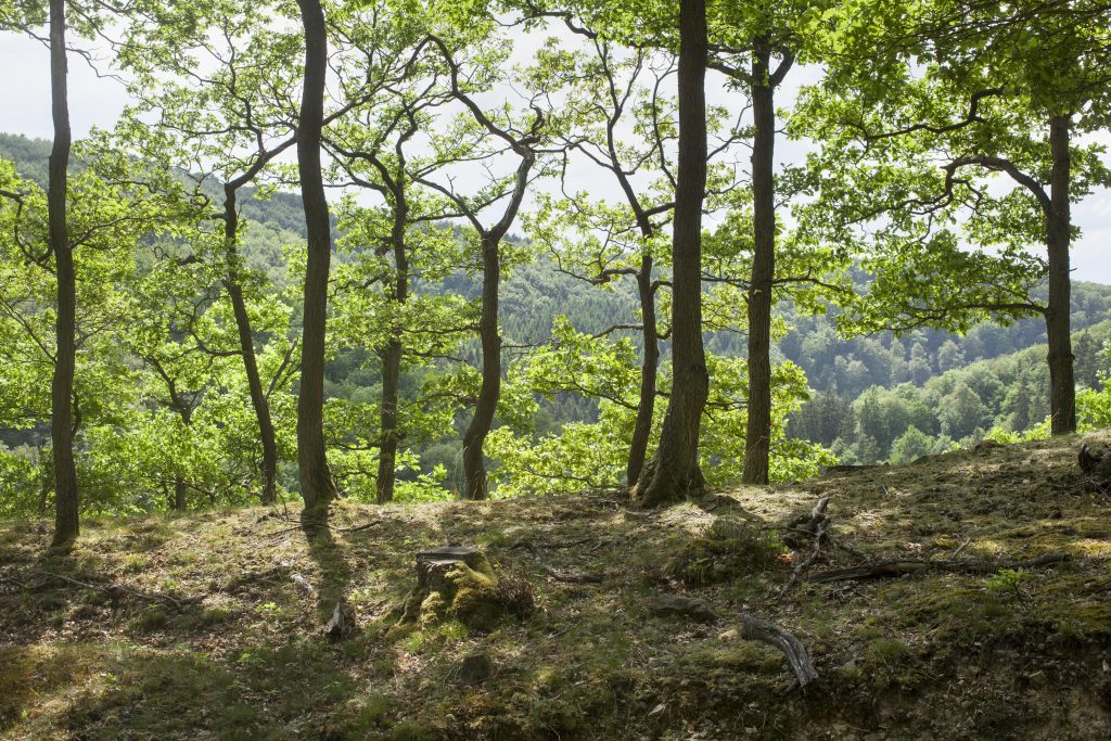 Waldfriedhof Eifel