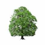 Baum