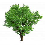 Baum