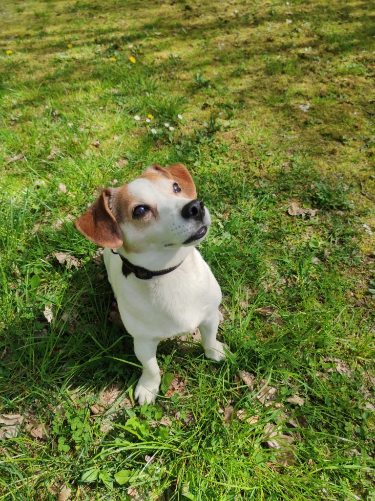 Hund