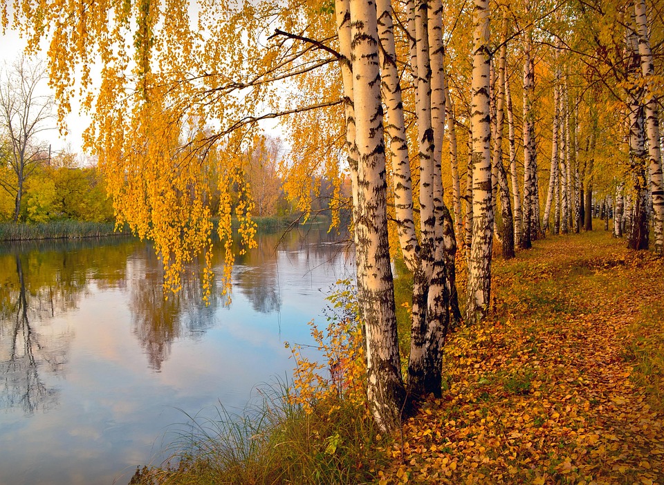 Birken im Herbst