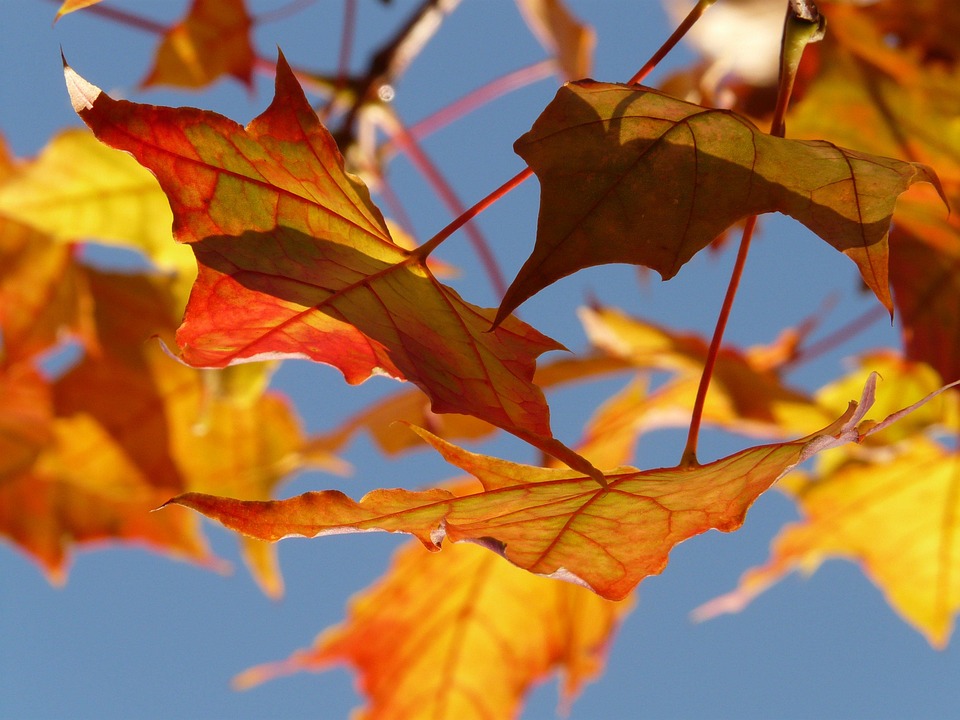 Herbstblätter
