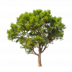 Baum