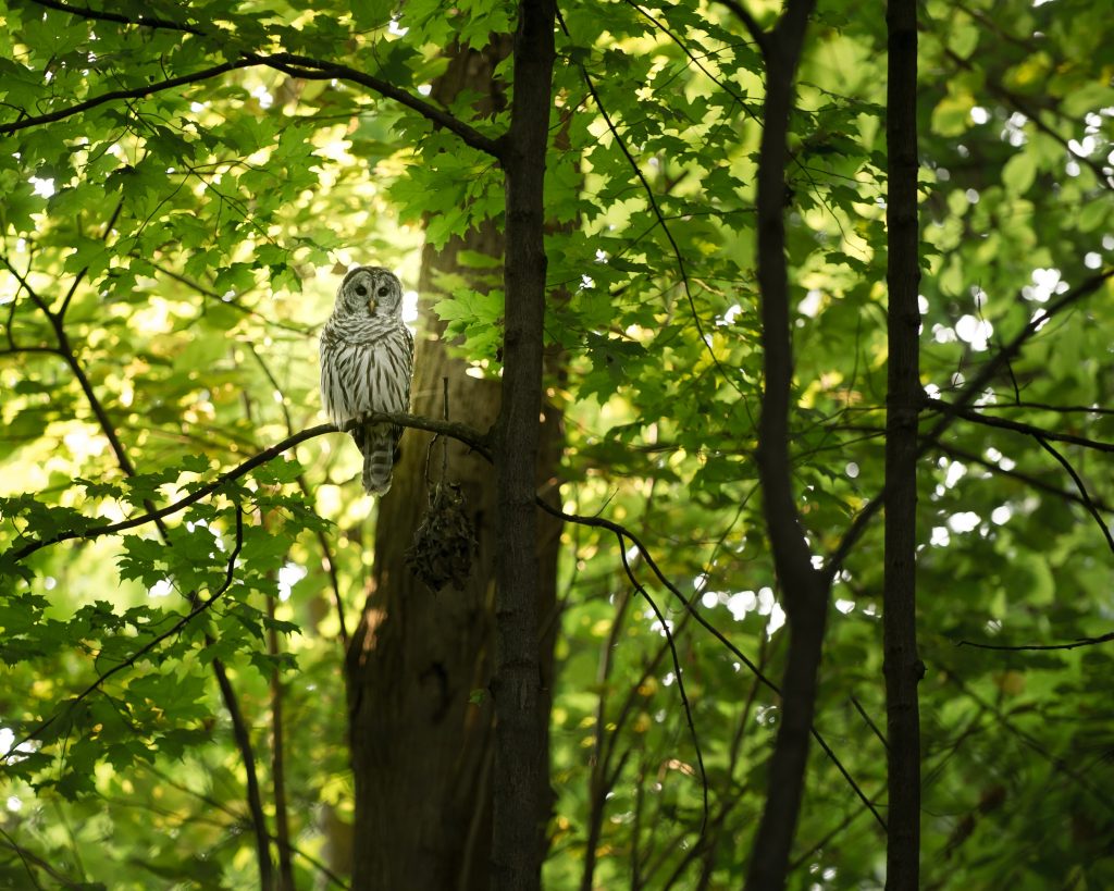 Eule auf Baum