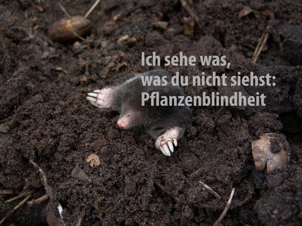 Maulwurf kommt aus der Erde