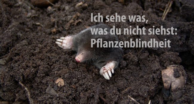 Ich sehe was, was du nicht siehst – Pflanzenblindheit
